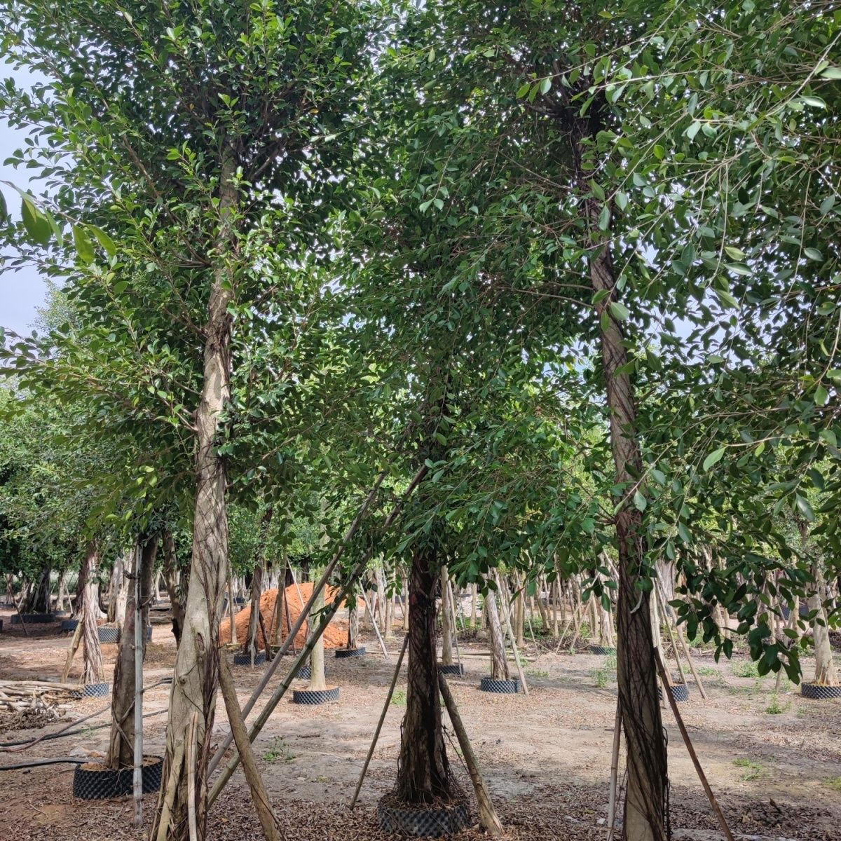 榕樹是常綠還是落葉植物,有哪些繁殖方法