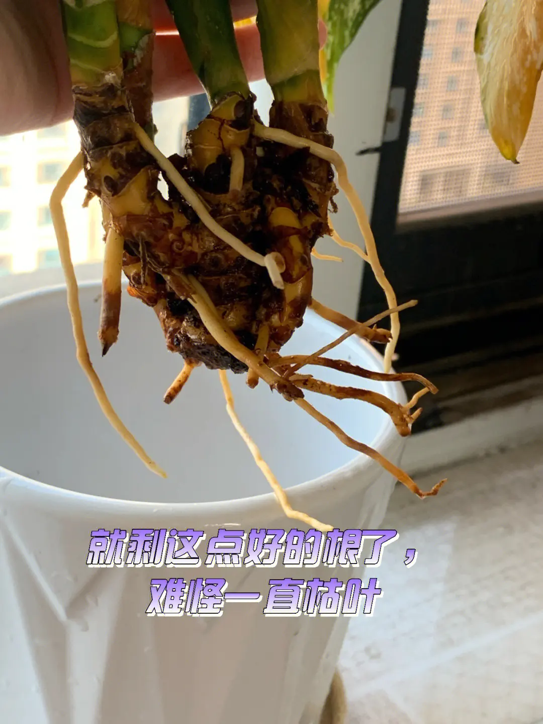 萬年青葉子邊緣干枯怎么辦,原因分析與拯救實用技巧