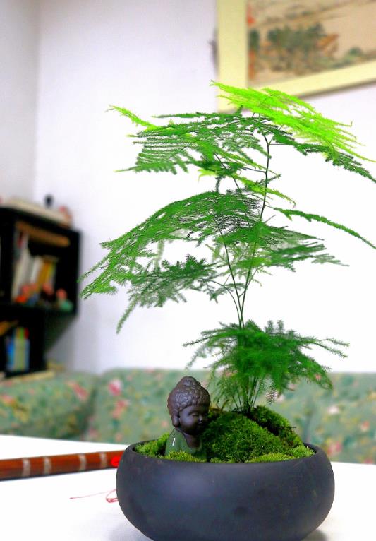 文竹養護新手必看:如何根據花盆大小選擇種植數量