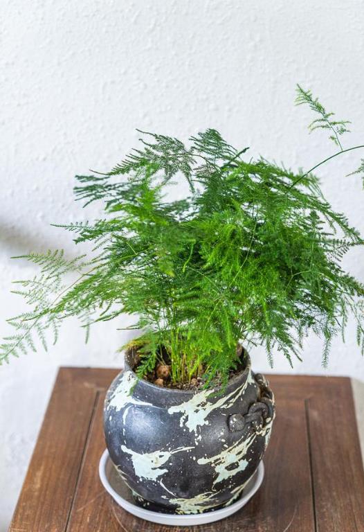 文竹養護新手必看:如何根據花盆大小選擇種植數量