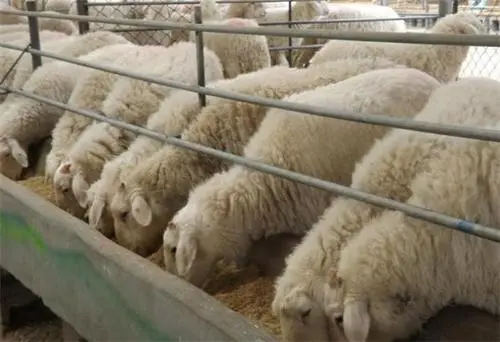 羊養殖飼料為什么要加鹽,有什么作用及注意事項