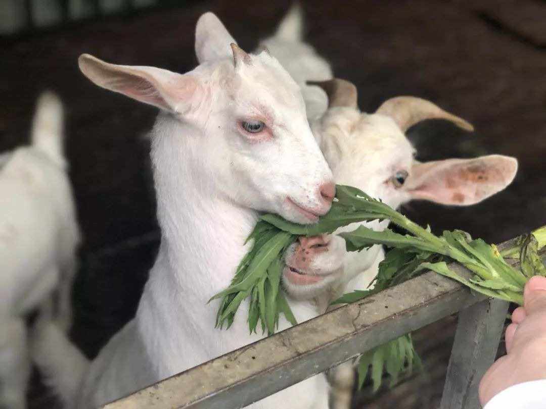 羊養殖飼料為什么要加鹽,有什么作用及注意事項