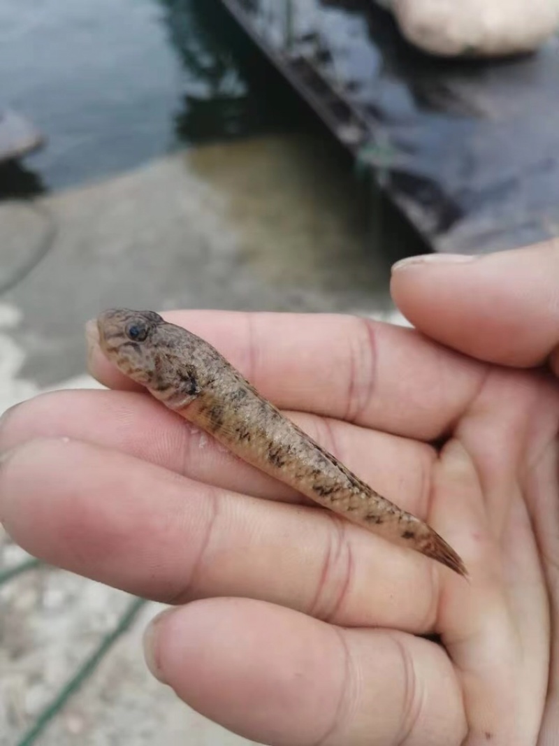 山根魚的生長環境是什么,有什么特點