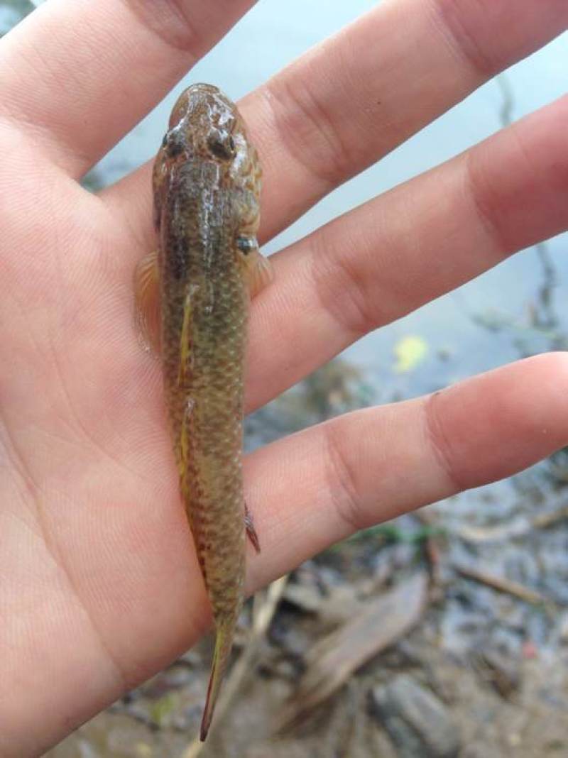 山根魚的生長環境是什么,有什么特點