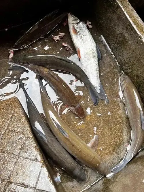 牛奶魚是什么魚,生長分布在哪些地方,有什么特征
