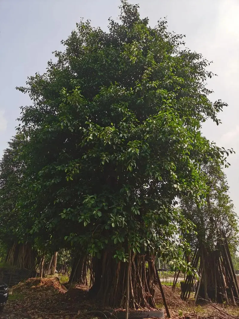 高山榕生長分布在哪些地方,有什么特點和價值