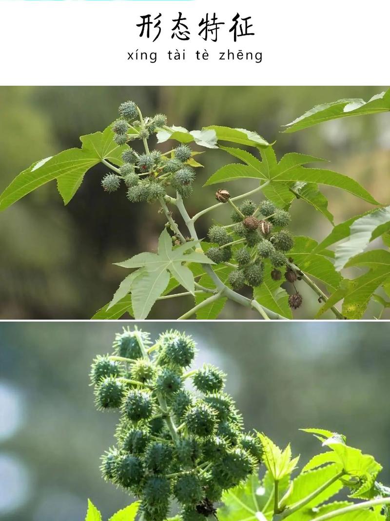 蓖麻是什么植物,生長環境和氣候特點介紹