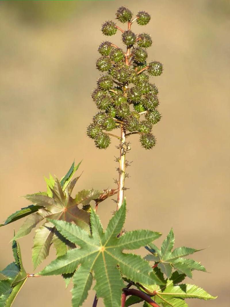 蓖麻是什么植物,生長環境和氣候特點介紹