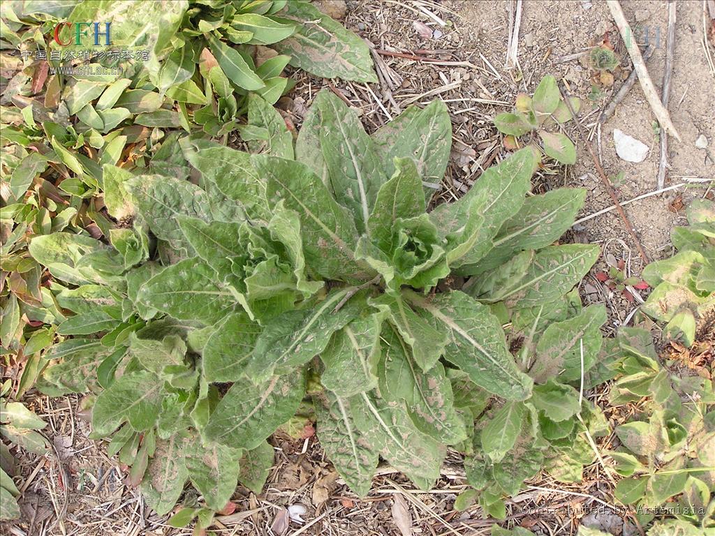 小花山桃草是什么植物,有什么價值與危害