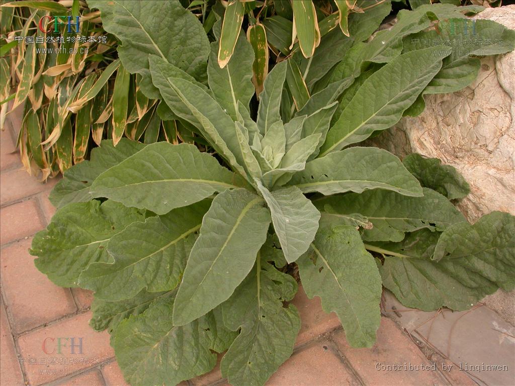 小花山桃草是什么植物,有什么價值與危害