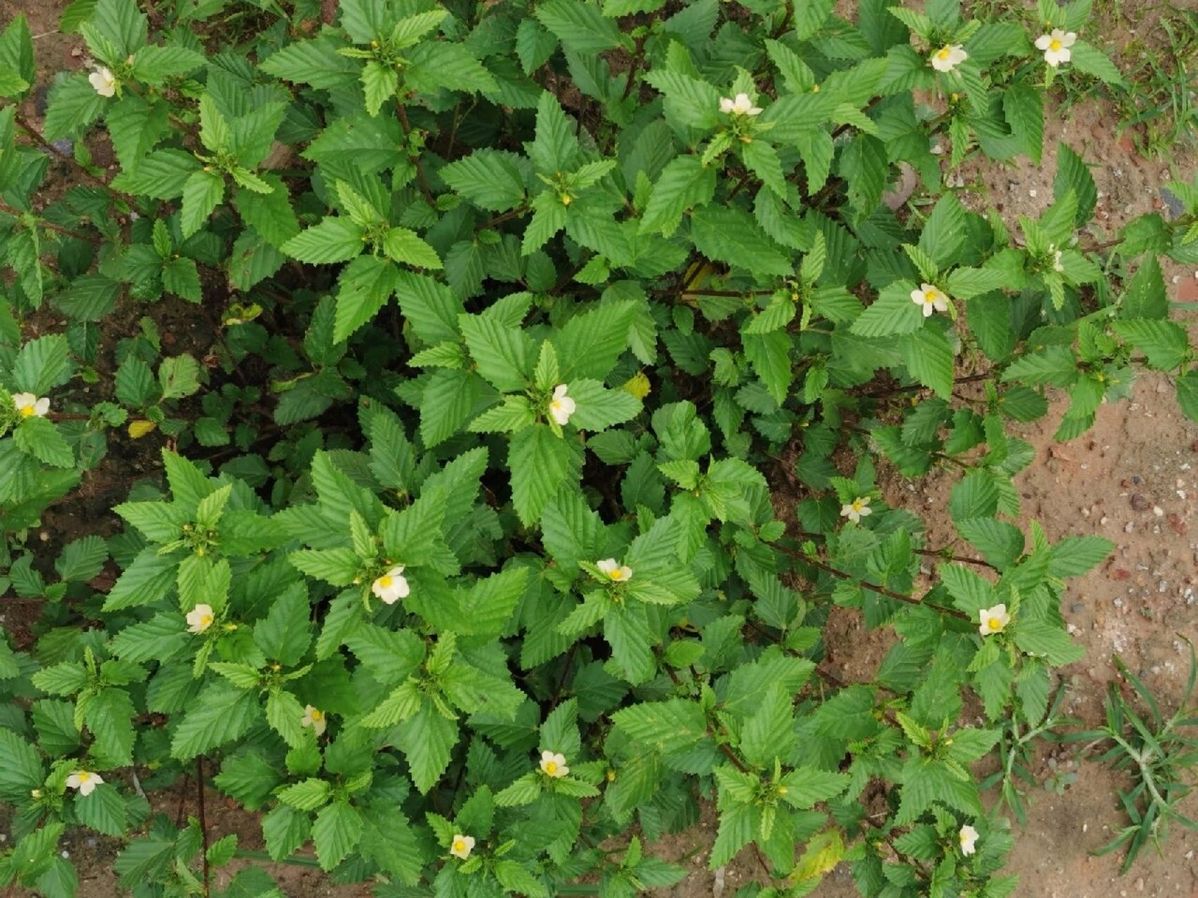 賽葵是什么植物,有什么作用和特征