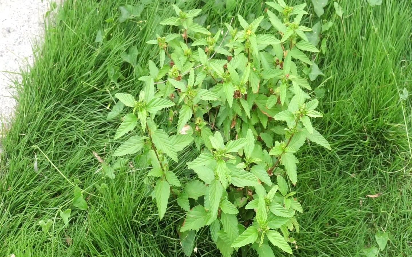賽葵是什么植物,有什么作用和特征