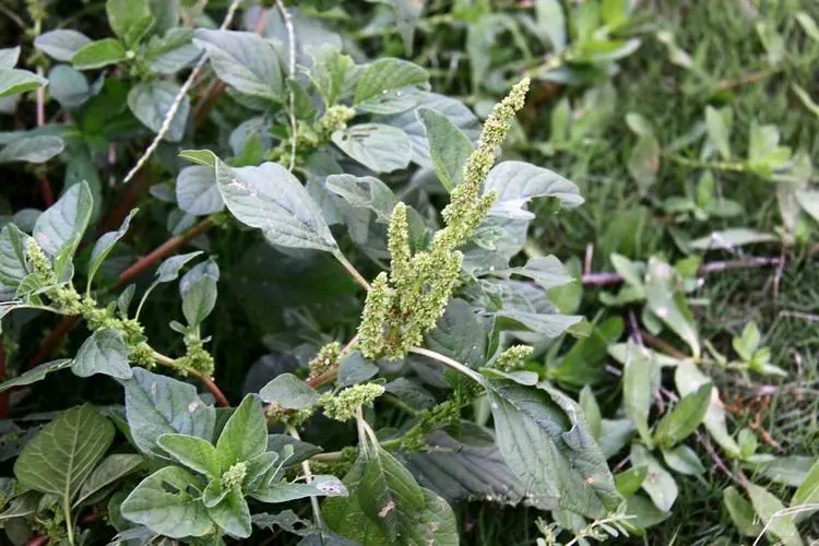 凹頭莧長什么樣,是能吃的野菜嗎