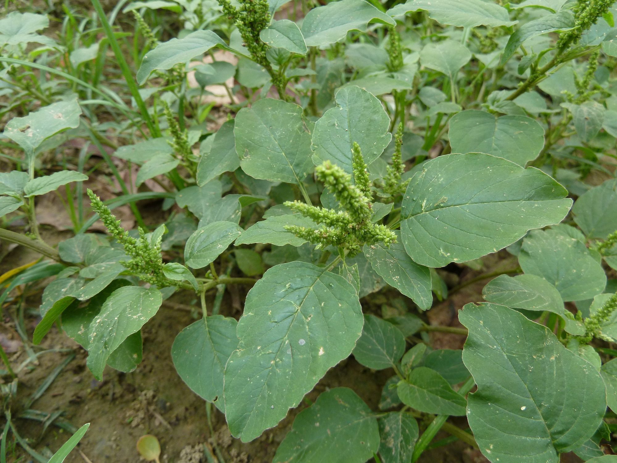 凹頭莧長什么樣,是能吃的野菜嗎