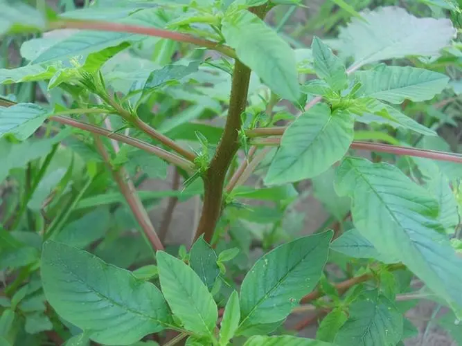 植物命名奧秘-為何眾多植物以“莧”字結尾?
