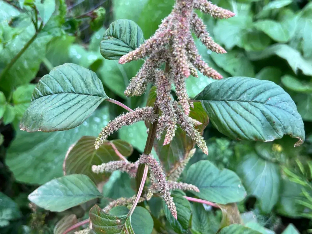 植物命名奧秘-為何眾多植物以“莧”字結尾?