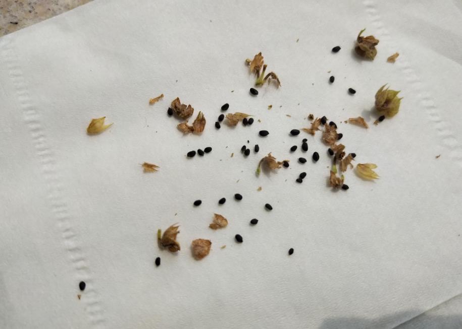 一帆風順開花后有種子嗎,可以播種繁殖嗎?