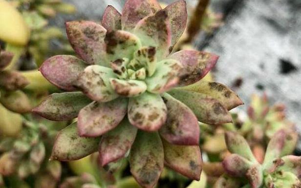 拯救若歌詩！多肉葉片銹斑處理與預防攻略