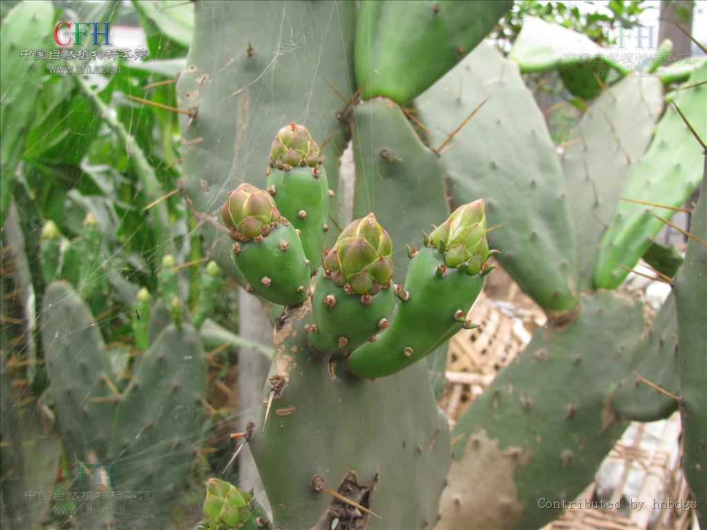 梨果仙人掌是什么植物,有什么特征,生長分布在哪些地方