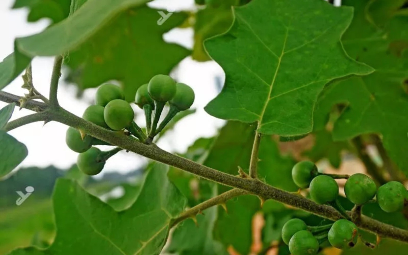 水茄長什么樣,有什么價(jià)值