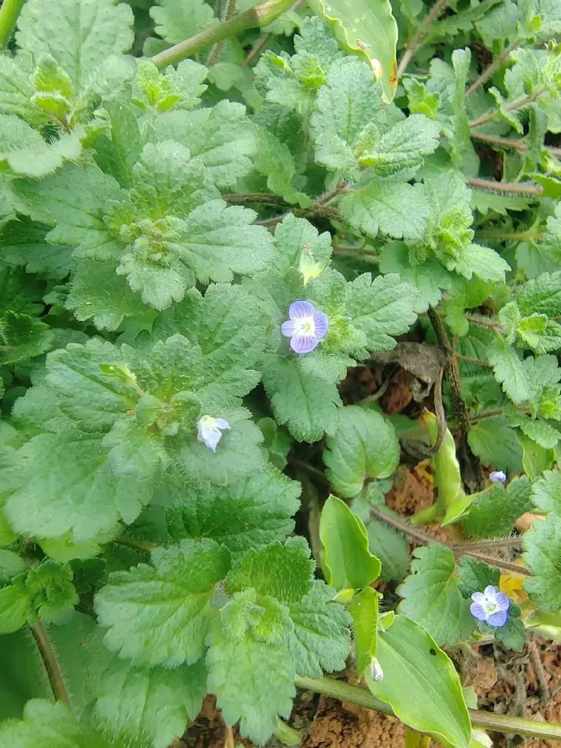 阿拉伯婆婆納是入侵植物嗎,有什么價值和危害