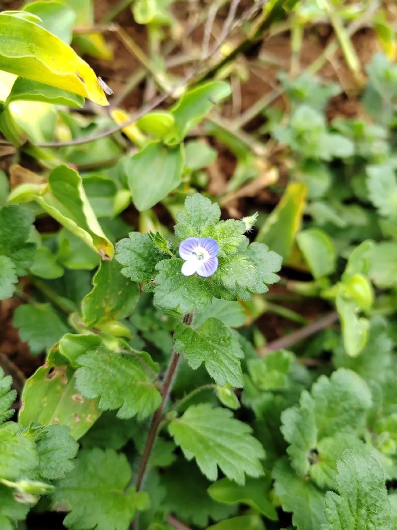 阿拉伯婆婆納是入侵植物嗎,有什么價值和危害