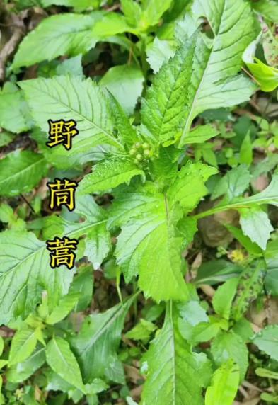 野茼蒿能吃嗎,和茼蒿有什么區別?
