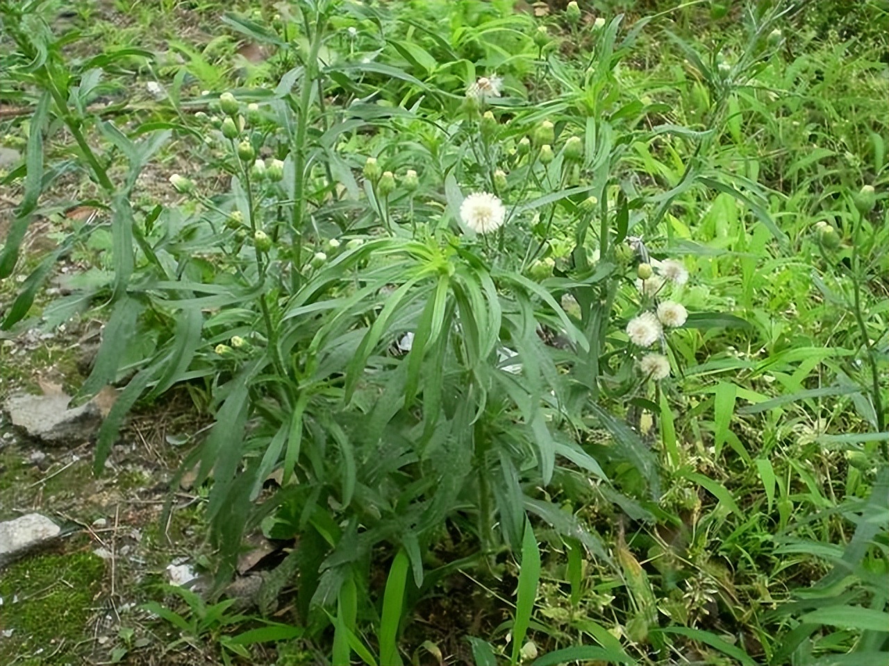 香絲草長什么樣,有什么價值和用途