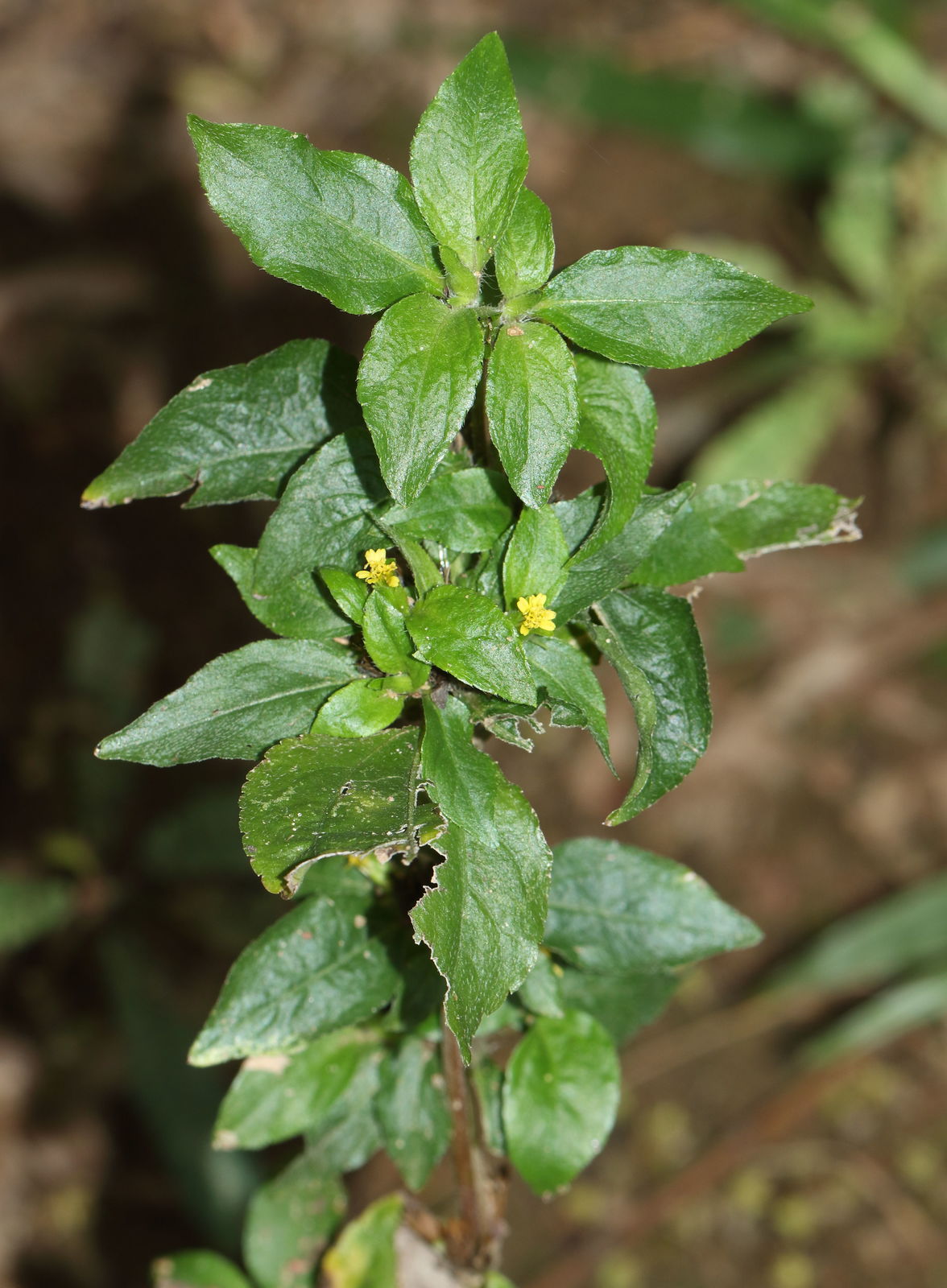金腰箭植物特征、價(jià)值介紹與不容忽視的生態(tài)危害