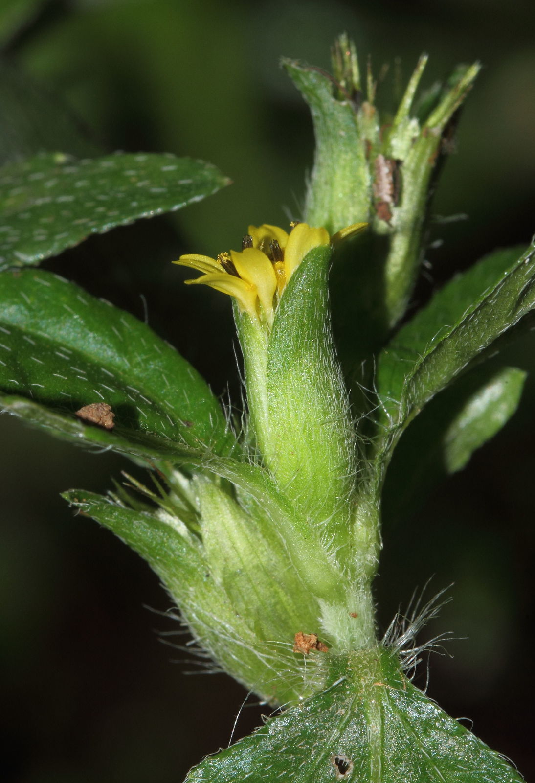 金腰箭植物特征、價(jià)值介紹與不容忽視的生態(tài)危害