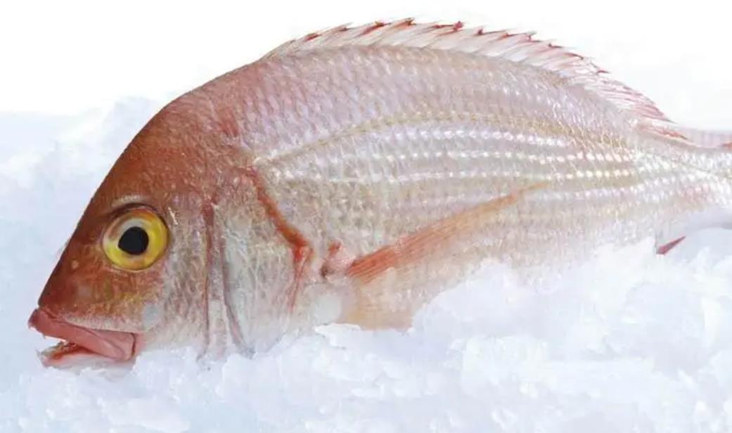 鯛魚生長環境要求是什么，人工養殖可行嗎