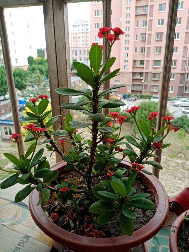虎刺梅為什么不開花只長葉子?光照、施肥等原因逐一排除