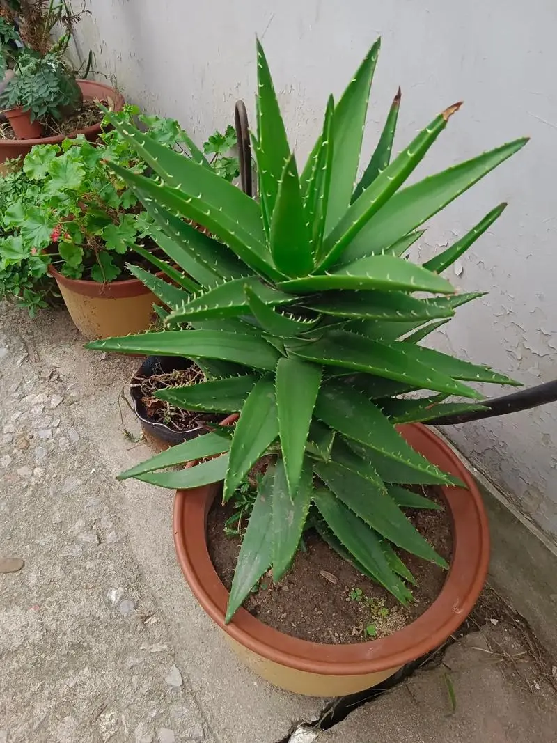 裴翠殿是什么植物,和蘆薈有什么區(qū)別