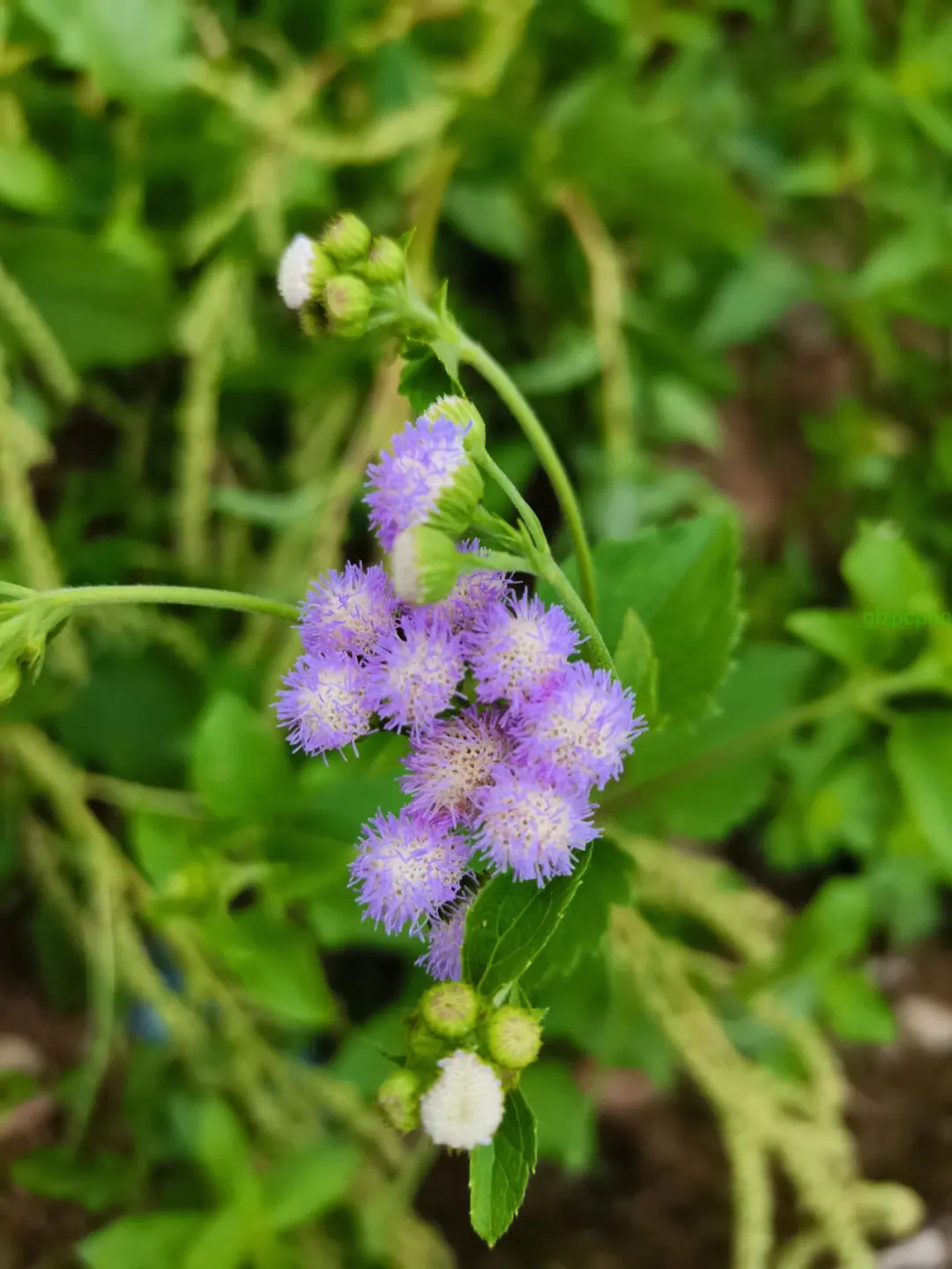 藿香薊是什么植物,和藿香有什么關系嗎
