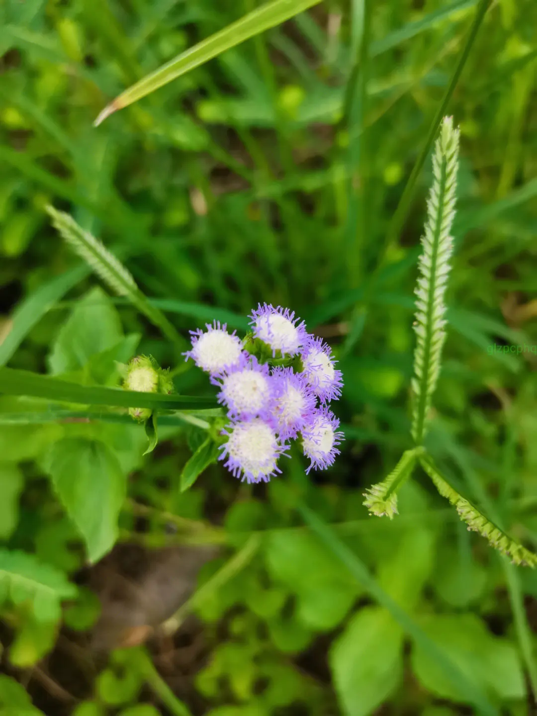 藿香薊是什么植物,和藿香有什么關系嗎