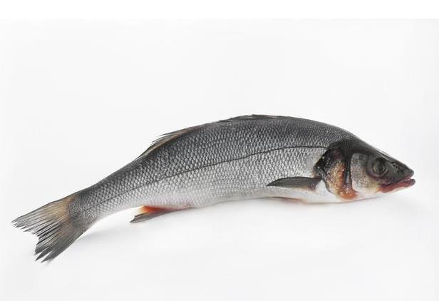 參魚長什么樣，人工養殖前景與經濟效益分析