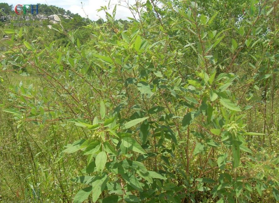 入侵植物南美山螞蟥介紹,它有什么危害和價(jià)值用途