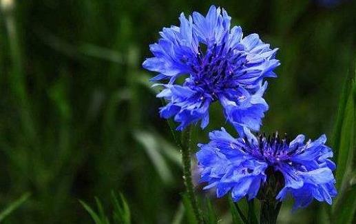 矢車(chē)菊什么時(shí)候開(kāi)花，陽(yáng)臺(tái)怎么種植長(zhǎng)得好？