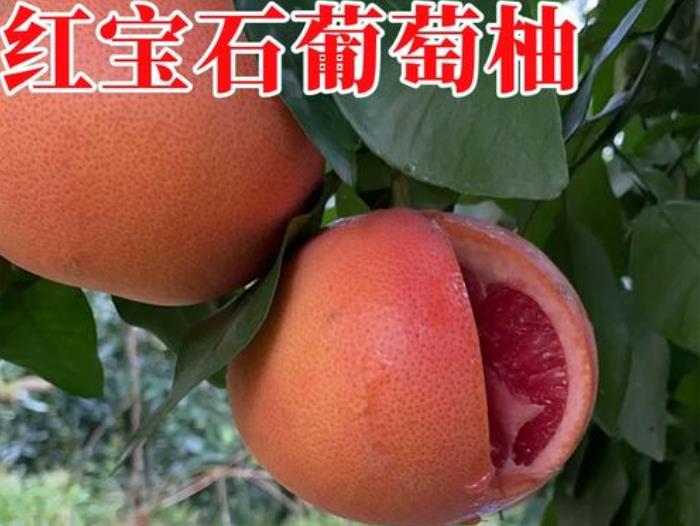 <b>廣西紅寶石葡萄柚2024年10月10日最新價格信息及行情走勢</b>