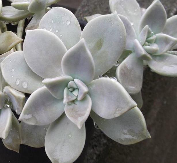 寶石花的葉片大小不一樣是怎么回事?