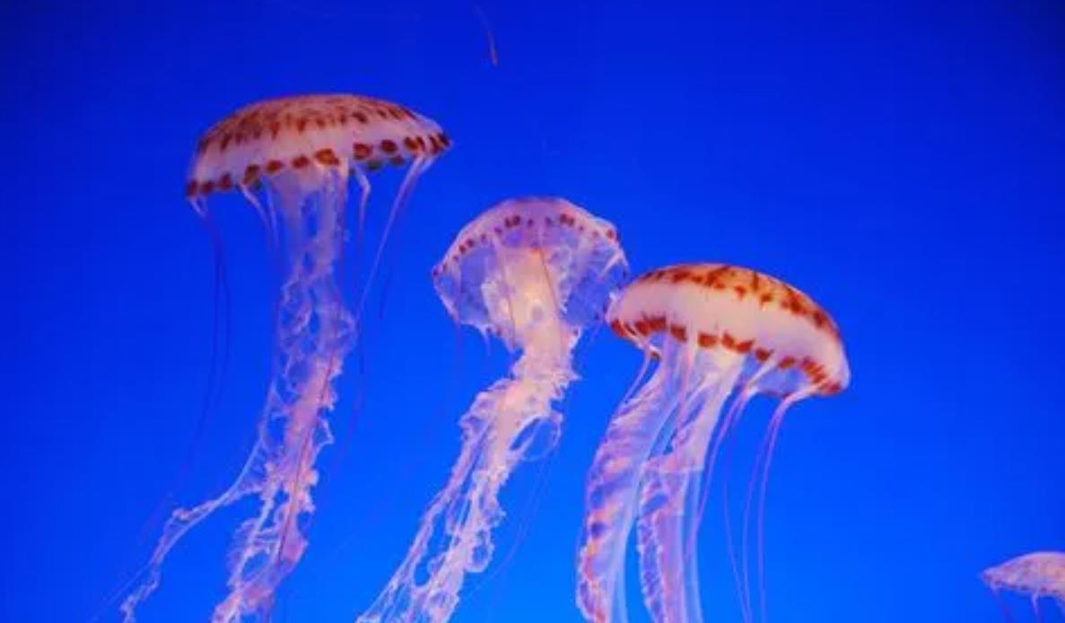 水母是什么動(dòng)物,有哪些獨(dú)一無(wú)二的特點(diǎn)?