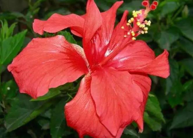 朱槿花的生長環境要求是什么，室內養殖需要注意什么？