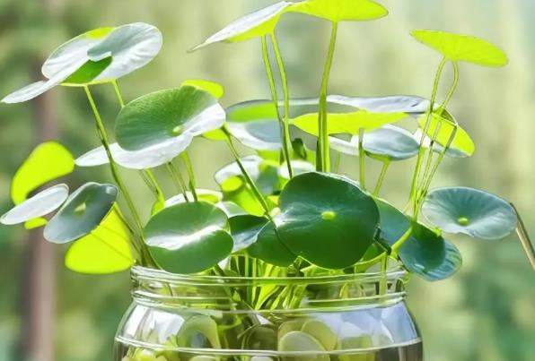 水培養殖銅錢草需要什么條件？