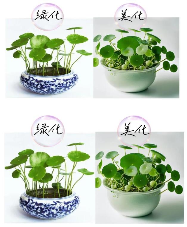 水培養殖銅錢草需要什么條件?
