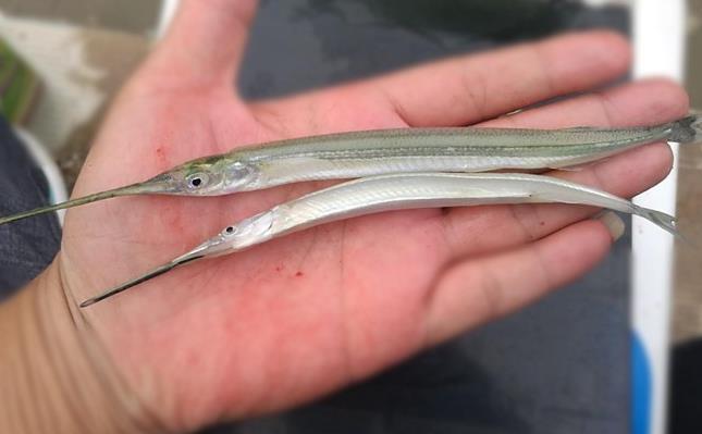 針魚(yú)是什么魚(yú)，可以人工規(guī)模養(yǎng)殖嗎？