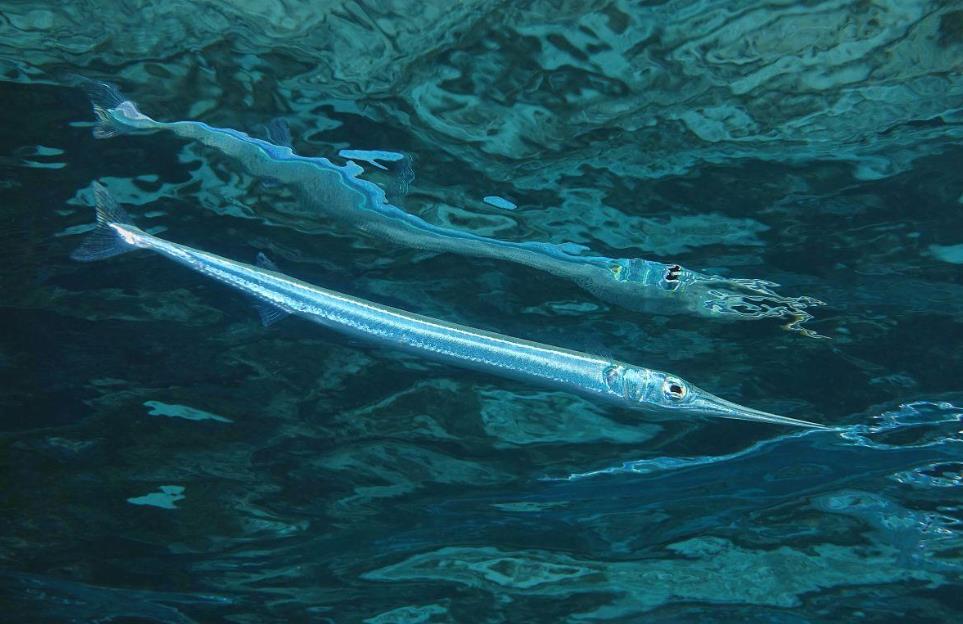 針魚是什么魚,可以人工規(guī)模養(yǎng)殖嗎?