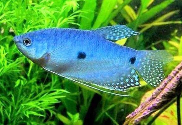 適合家庭室內(nèi)養(yǎng)殖的觀賞魚類有哪些品種？