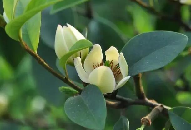 白蘭花有什么特征，和白玉蘭有什么區別？
