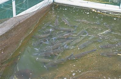 玉米或者小麥加工打粉后能養(yǎng)魚(yú)嗎，有什么技巧？