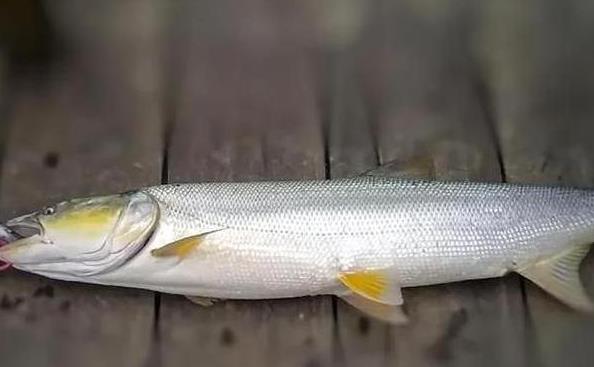 鳡魚(yú)生長(zhǎng)環(huán)境要求是什么，人工養(yǎng)殖可行嗎？